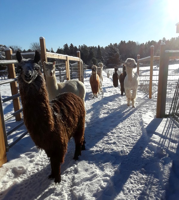 Canadian Llama and Alpaca Association