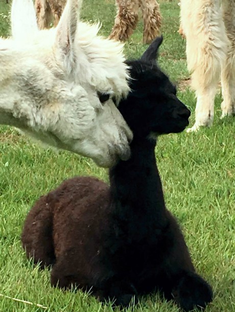 Canadian Llama and Alpaca Association