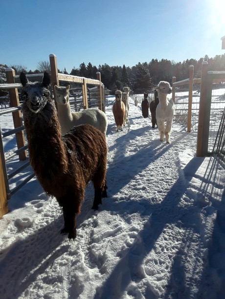 Canadian Llama and Alpaca Association