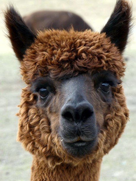 Canadian Llama and Alpaca Association