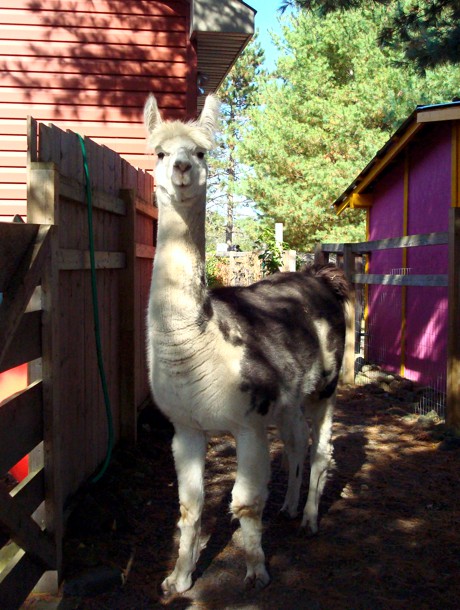 Canadian Llama and Alpaca Association