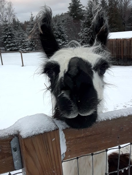 Canadian Llama and Alpaca Association