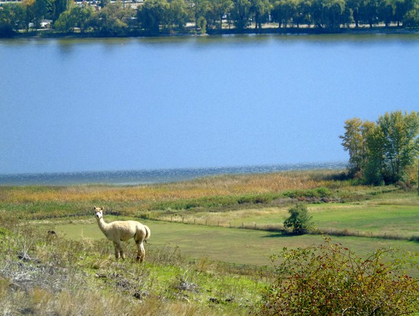 Canadian Llama and Alpaca Association