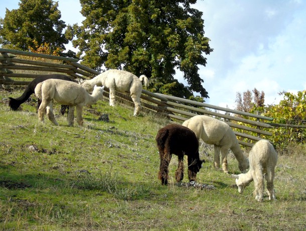 Canadian Llama and Alpaca Association