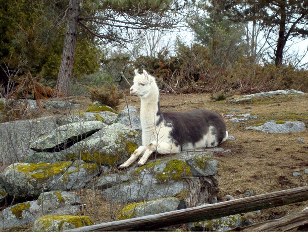Canadian Llama and Alpaca Association