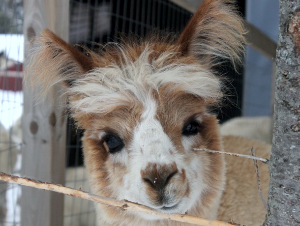 Canadian Llama and Alpaca Association