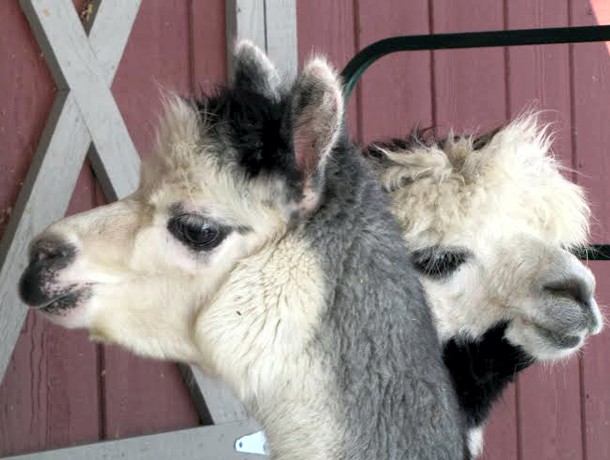 Canadian Llama and Alpaca Association