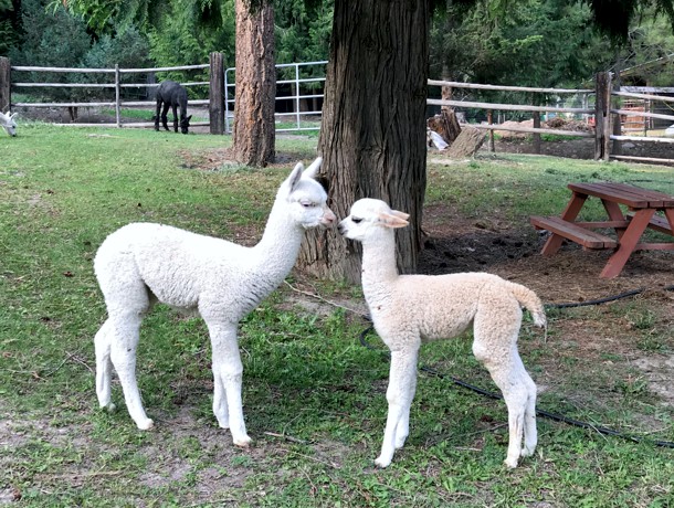 Canadian Llama and Alpaca Association