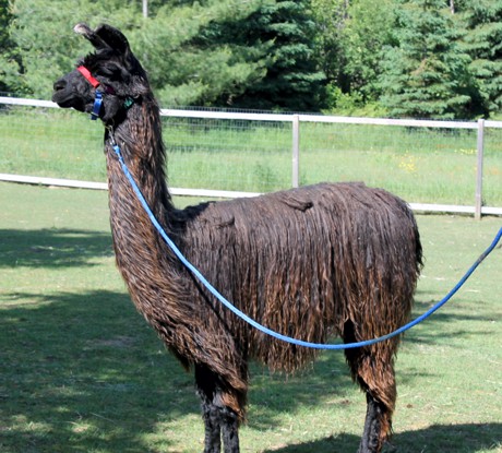 Canadian Llama and Alpaca Association