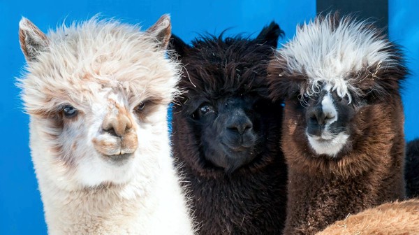 Canadian Llama and Alpaca Association