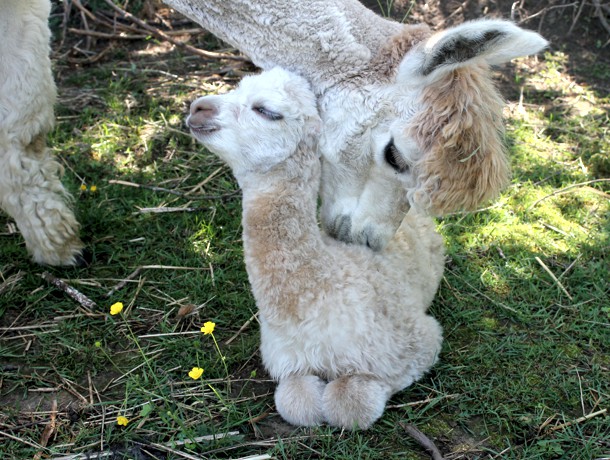 Canadian Llama and Alpaca Association